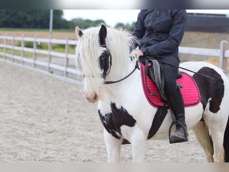 Tinker Stute 5 Jahre 132 cm Schecke in Pepingen