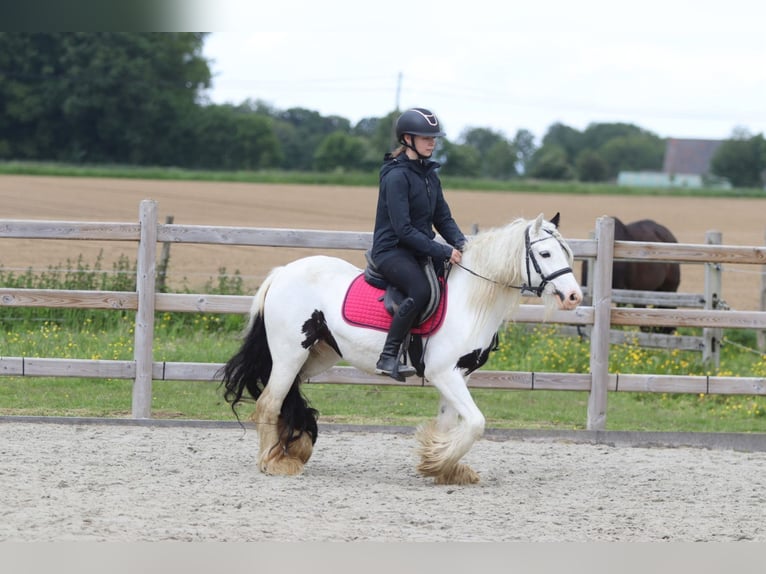 Tinker Stute 5 Jahre 132 cm Schecke in Pepingen
