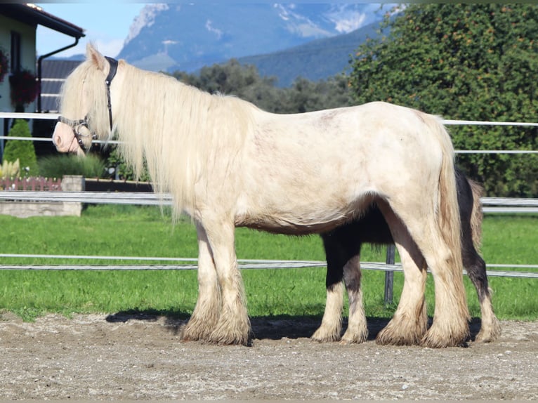 Tinker Stute 5 Jahre 133 cm Sabino in Kirchbichl