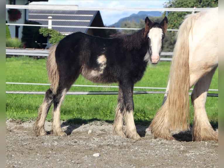 Tinker Stute 5 Jahre 133 cm Sabino in Kirchbichl