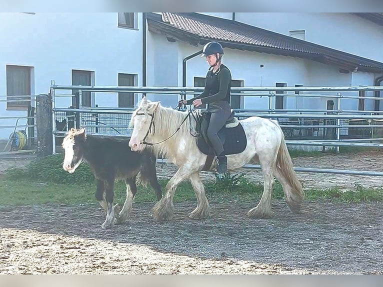 Tinker Stute 5 Jahre 133 cm Sabino in Kirchbichl