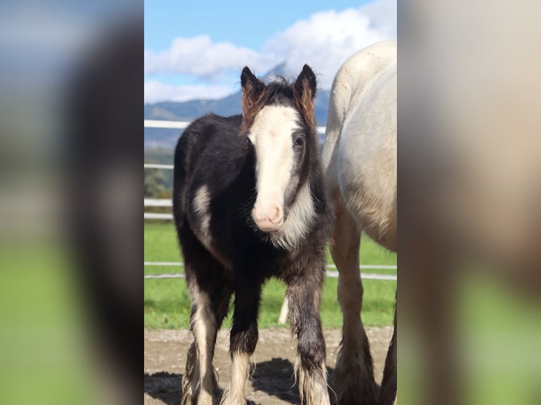 Tinker Stute 5 Jahre 133 cm Sabino in Kirchbichl