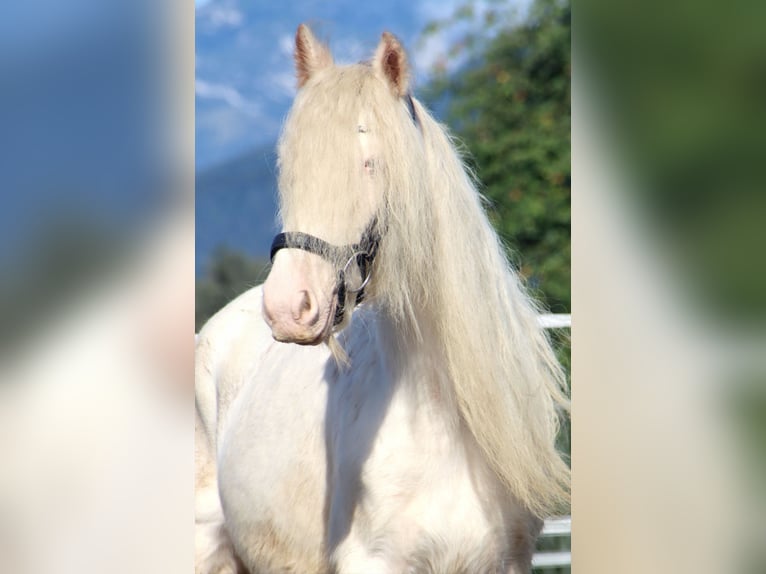 Tinker Stute 5 Jahre 133 cm Sabino in Kirchbichl