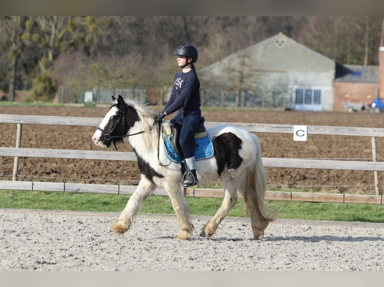 Tinker Stute 5 Jahre 133 cm Schecke in Bogaarden