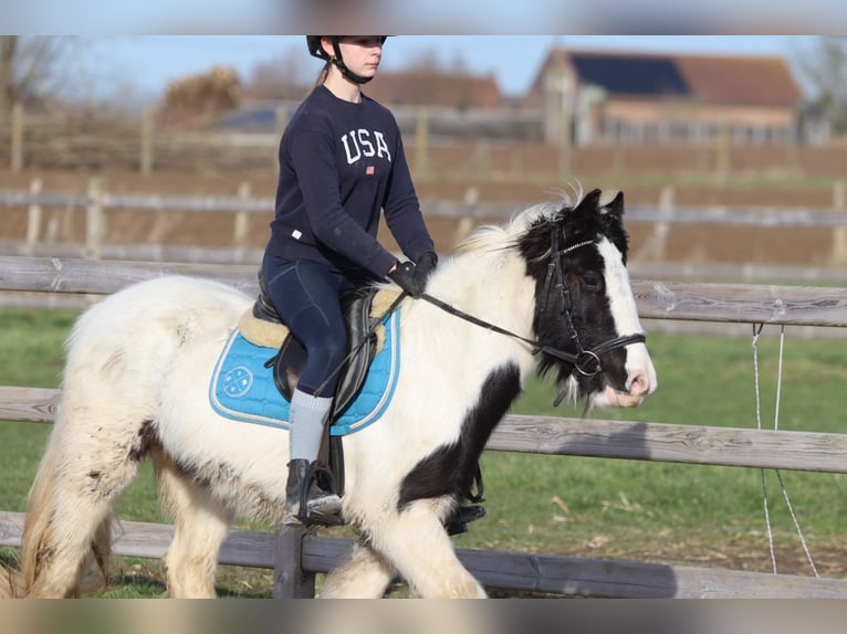 Tinker Stute 5 Jahre 133 cm Schecke in Bogaarden