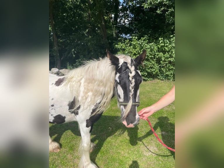 Tinker Stute 5 Jahre 134 cm in Aurich Brockzetel