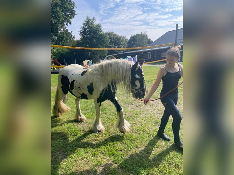 Tinker Stute 5 Jahre 134 cm in Aurich Brockzetel