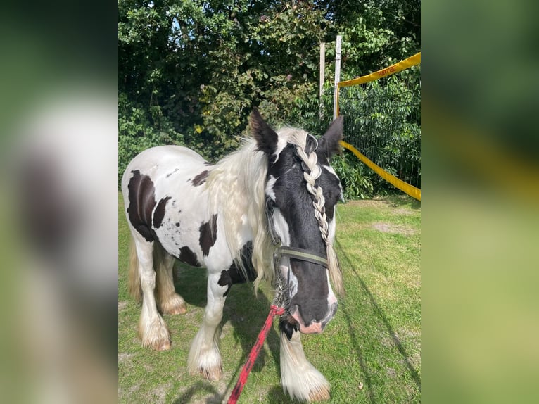 Tinker Stute 5 Jahre 134 cm in Aurich Brockzetel