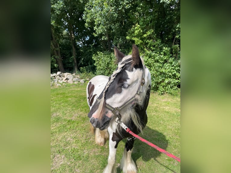 Tinker Stute 5 Jahre 134 cm in Aurich Brockzetel