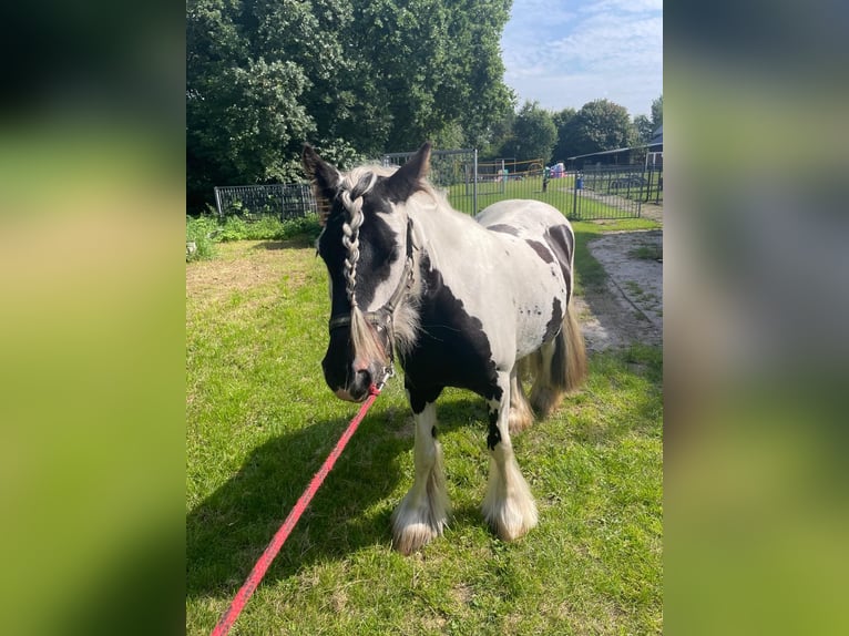 Tinker Stute 5 Jahre 134 cm in Aurich Brockzetel