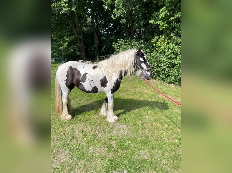 Tinker Stute 5 Jahre 134 cm in Aurich Brockzetel