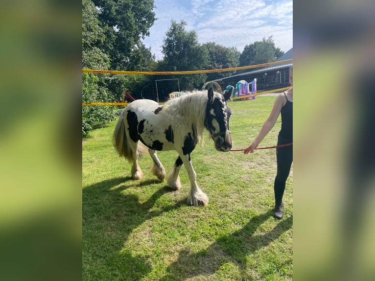 Tinker Stute 5 Jahre 134 cm in Aurich Brockzetel