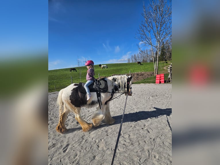 Tinker Stute 5 Jahre 134 cm Schecke in F&#xFC;ssen