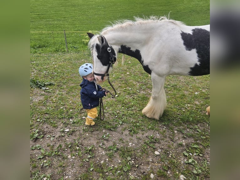 Tinker Stute 5 Jahre 134 cm Schecke in F&#xFC;ssen