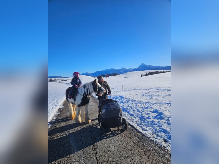 Tinker Stute 5 Jahre 134 cm Schecke in F&#xFC;ssen