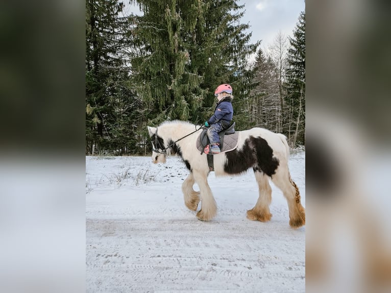 Tinker Stute 5 Jahre 134 cm Schecke in F&#xFC;ssen
