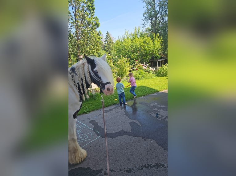 Tinker Stute 5 Jahre 134 cm Schecke in F&#xFC;ssen