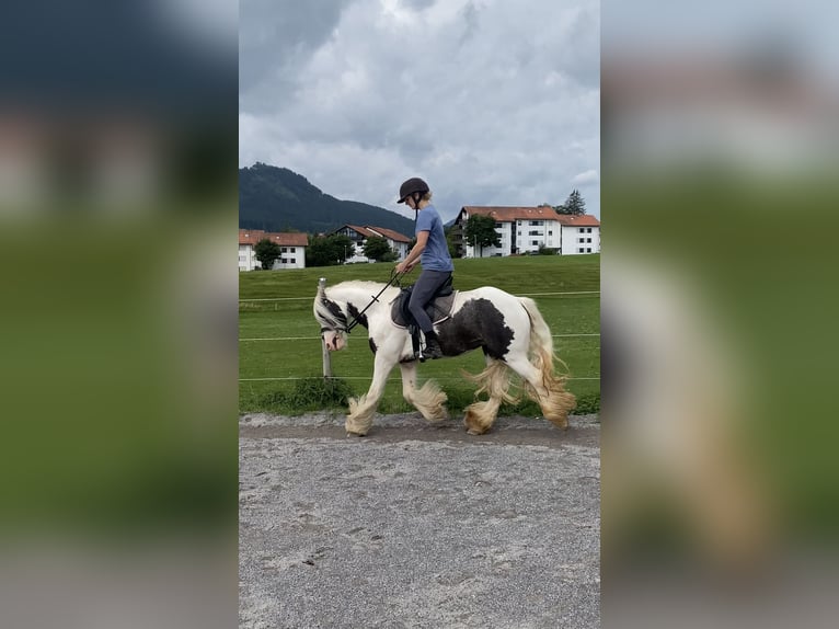 Tinker Stute 5 Jahre 134 cm Schecke in F&#xFC;ssen