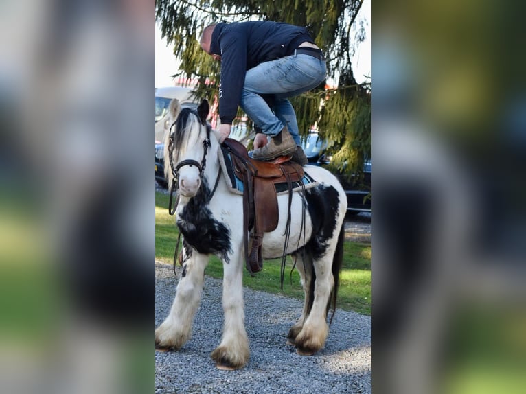 Tinker Stute 5 Jahre 135 cm Schecke in Linkenbach