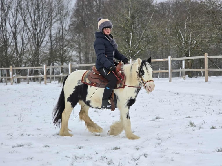 Tinker Stute 5 Jahre 135 cm Schecke in Linkenbach