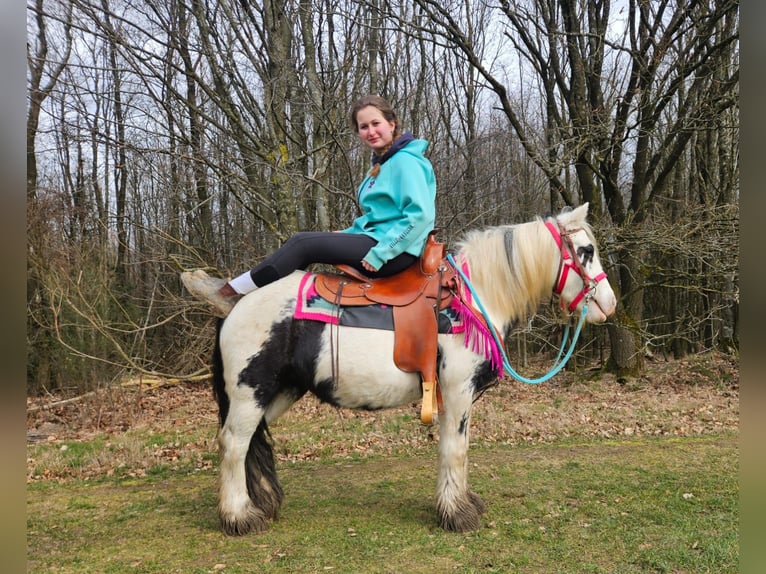 Tinker Stute 5 Jahre 135 cm Schecke in Linkenbach