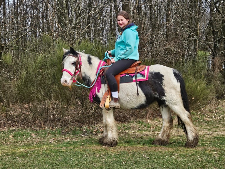 Tinker Stute 5 Jahre 135 cm Schecke in Linkenbach