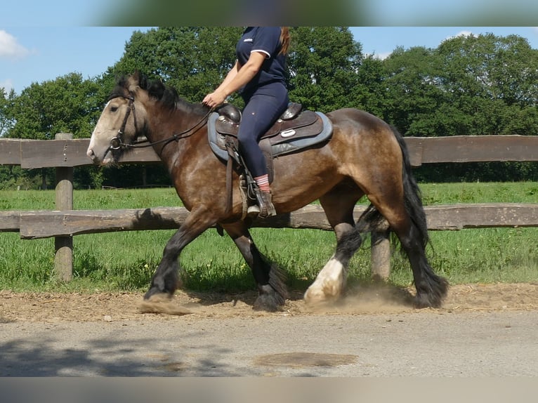 Tinker Stute 5 Jahre 137 cm Brauner in Lathen