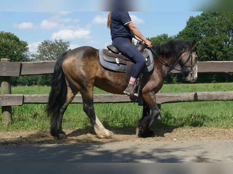 Tinker Stute 5 Jahre 137 cm Brauner in Lathen