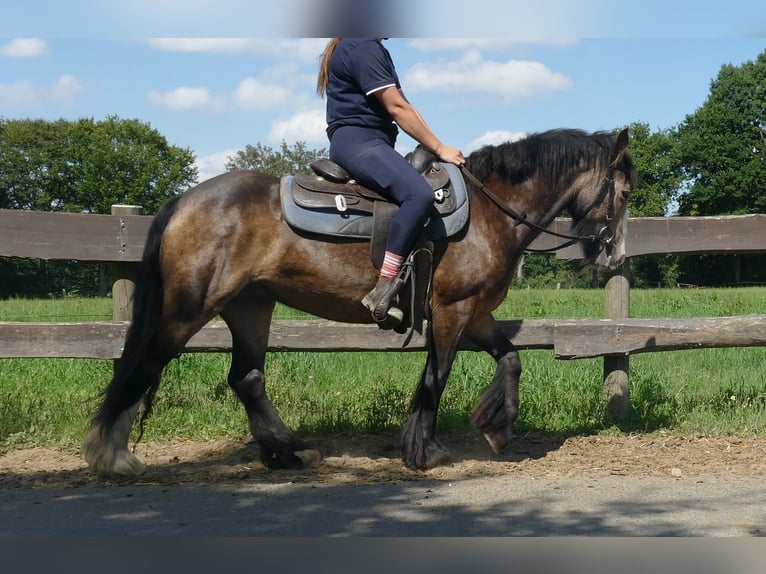 Tinker Stute 5 Jahre 137 cm Brauner in Lathen
