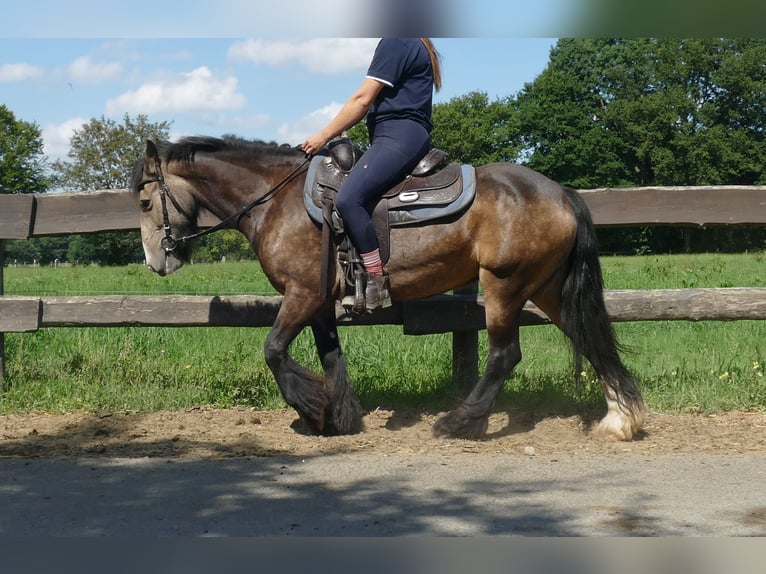 Tinker Stute 5 Jahre 137 cm Brauner in Lathen
