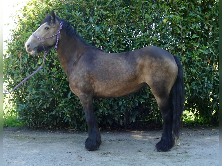 Tinker Stute 5 Jahre 137 cm Brauner in Lathen