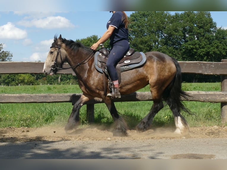 Tinker Stute 5 Jahre 137 cm Brauner in Lathen
