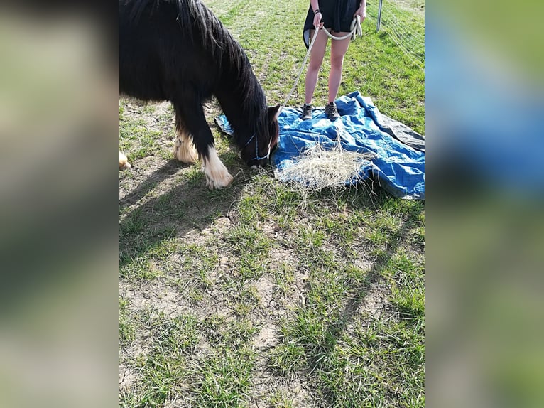 Tinker Stute 5 Jahre 137 cm Rappe in Grettstadt