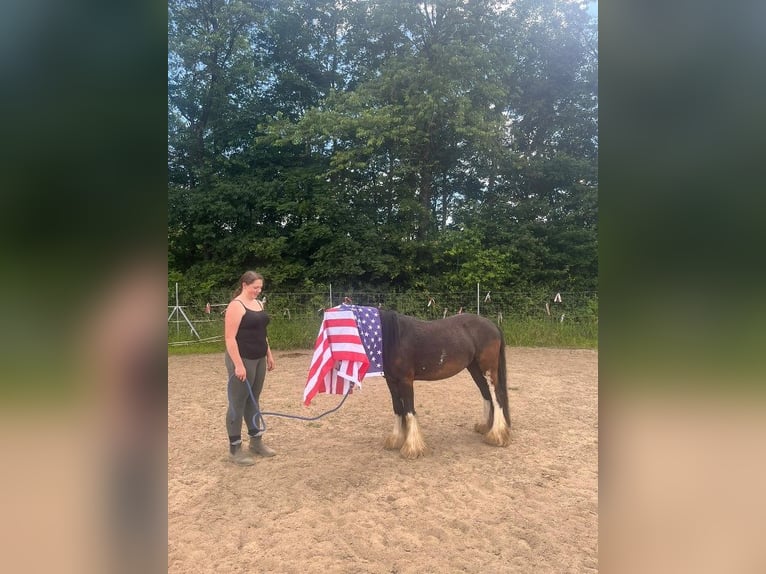 Tinker Stute 5 Jahre 137 cm Rappe in Grettstadt