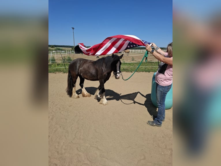 Tinker Stute 5 Jahre 137 cm Rappe in Grettstadt
