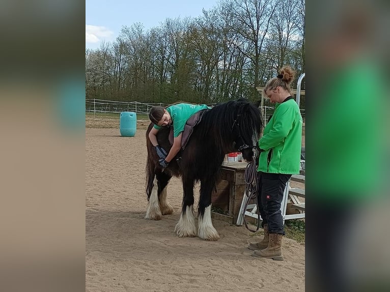 Tinker Stute 5 Jahre 137 cm Rappe in Grettstadt