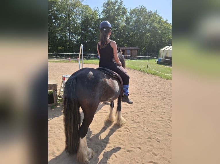 Tinker Stute 5 Jahre 137 cm Rappe in Grettstadt