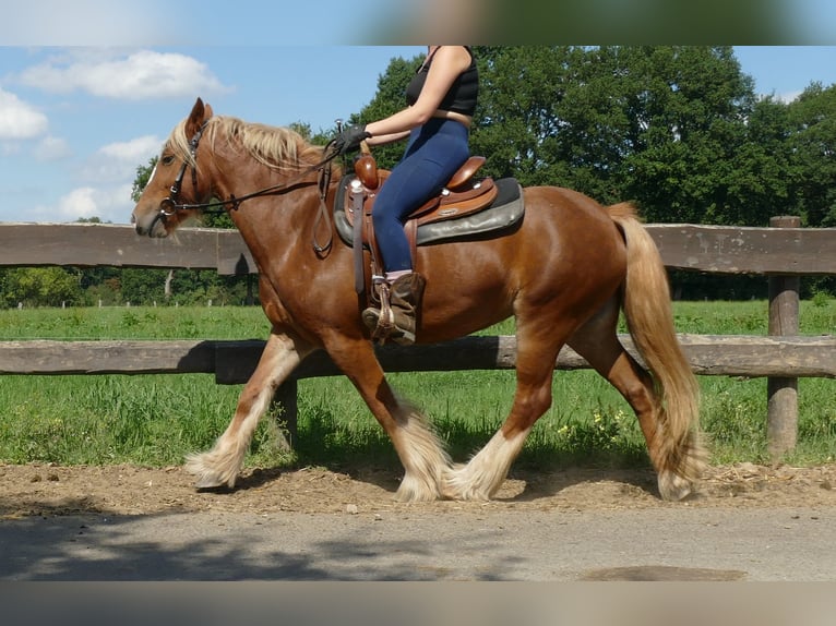 Tinker Stute 5 Jahre 139 cm Fuchs in Lathen
