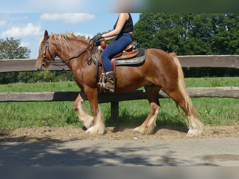 Tinker Stute 5 Jahre 139 cm Fuchs in Lathen