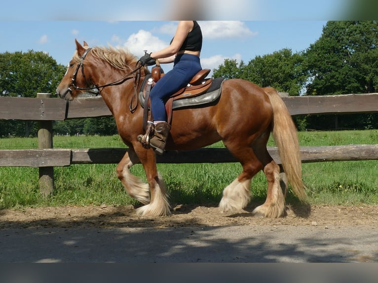 Tinker Stute 5 Jahre 139 cm Fuchs in Lathen