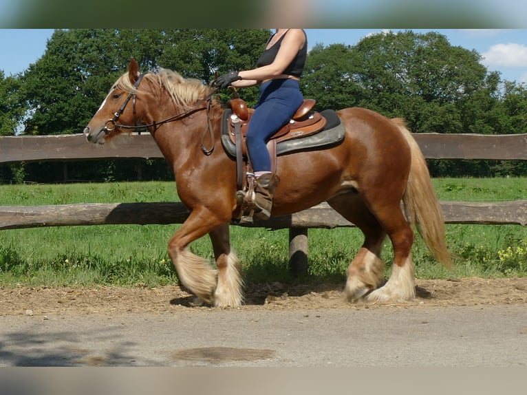 Tinker Stute 5 Jahre 139 cm Fuchs in Lathen