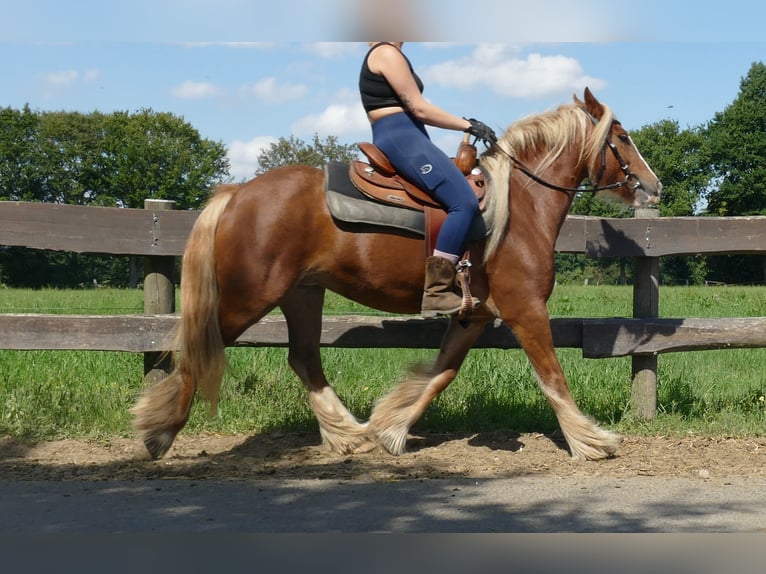 Tinker Stute 5 Jahre 139 cm Fuchs in Lathen