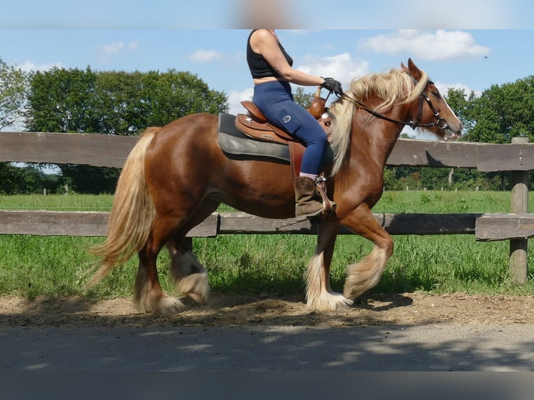 Tinker Stute 5 Jahre 139 cm Fuchs in Lathen