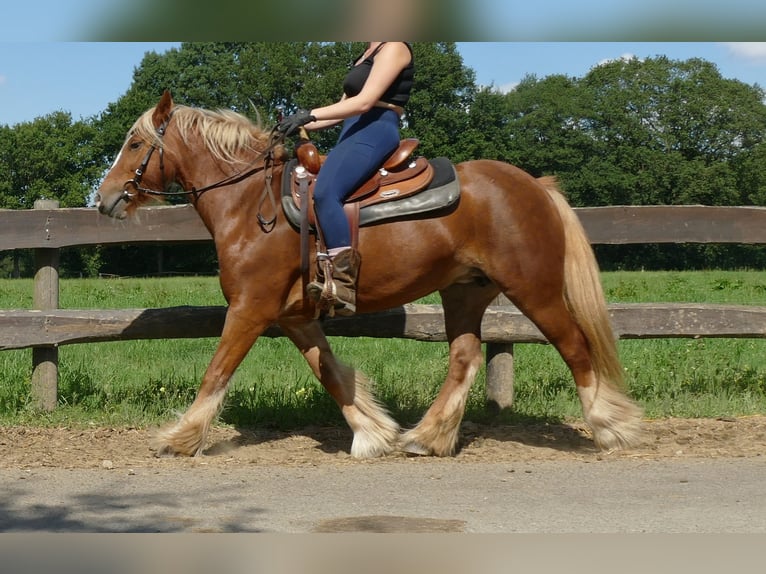 Tinker Stute 5 Jahre 139 cm Fuchs in Lathen