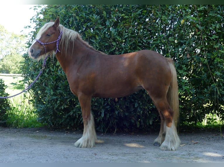 Tinker Stute 5 Jahre 139 cm Fuchs in Lathen
