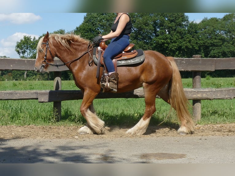 Tinker Stute 5 Jahre 139 cm Fuchs in Lathen