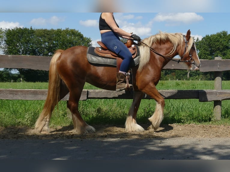 Tinker Stute 5 Jahre 139 cm Fuchs in Lathen