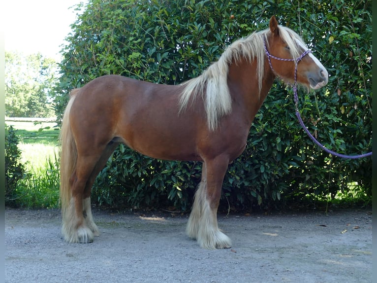 Tinker Stute 5 Jahre 139 cm Fuchs in Lathen