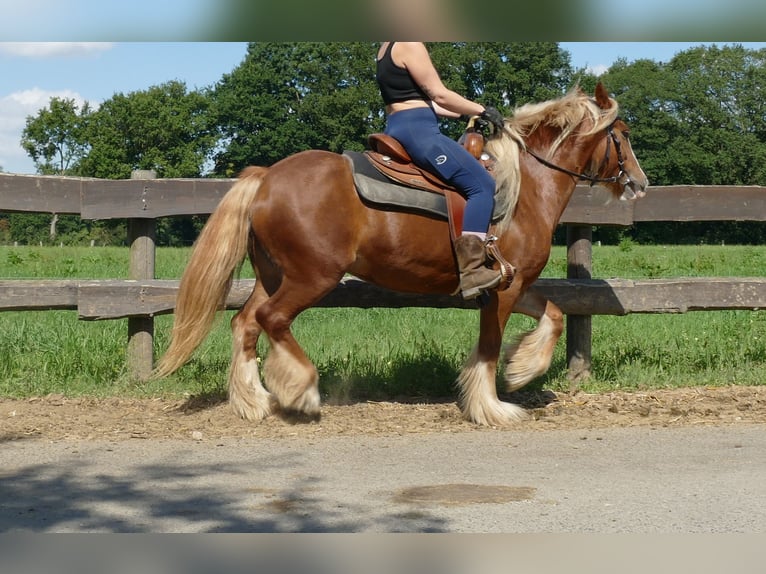 Tinker Stute 5 Jahre 139 cm Fuchs in Lathen