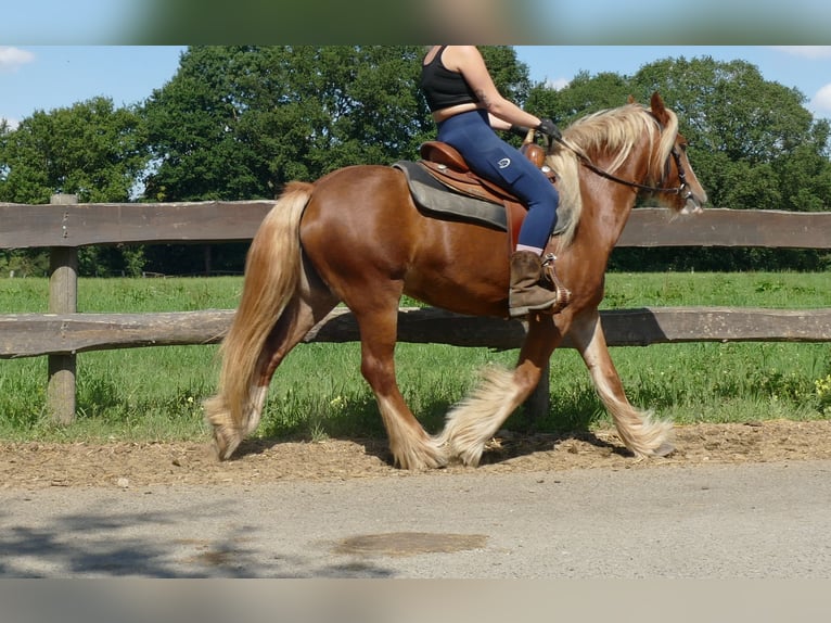 Tinker Stute 5 Jahre 139 cm Fuchs in Lathen